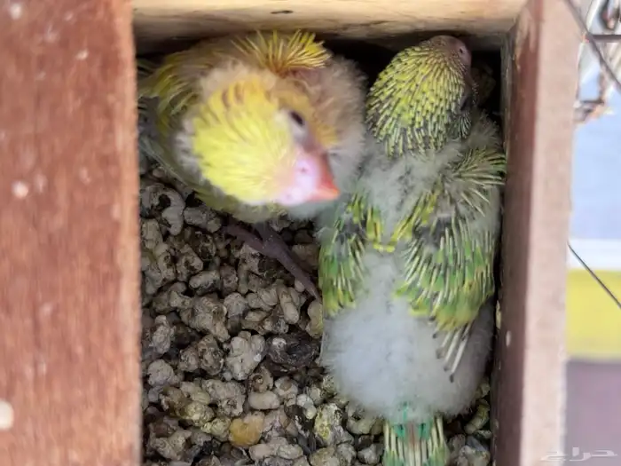 أجواز بادجي هولندي((( بفروخها ))) 3