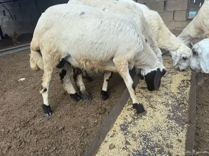 لبيع خرفان 3