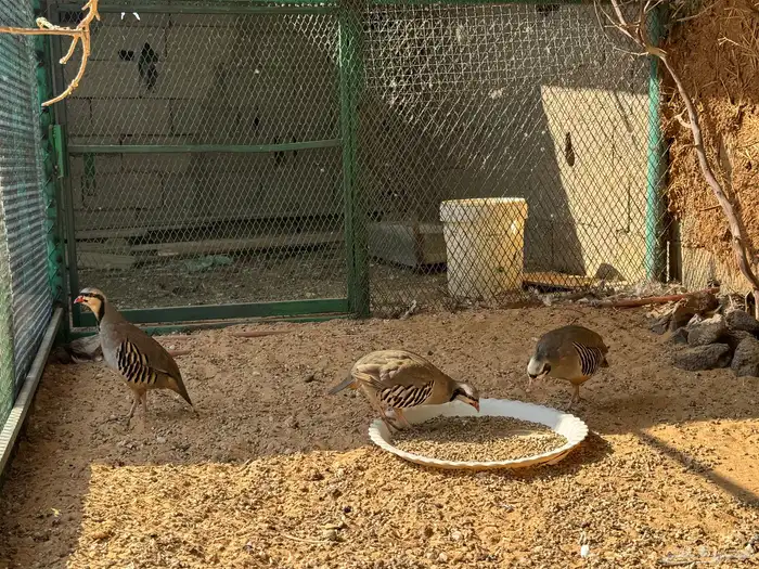 طير الحجل الجبلي 0