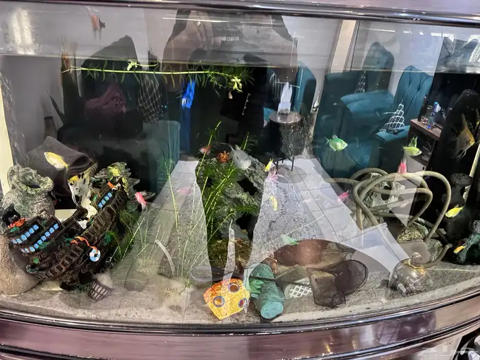 حوض سمك كبير جدا للبيع مع الاسماك ب 400 ريال 0