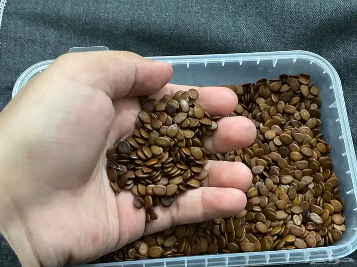 للبيع كمية بذور لبخ ممتازة   ظل سريع وفخم 0