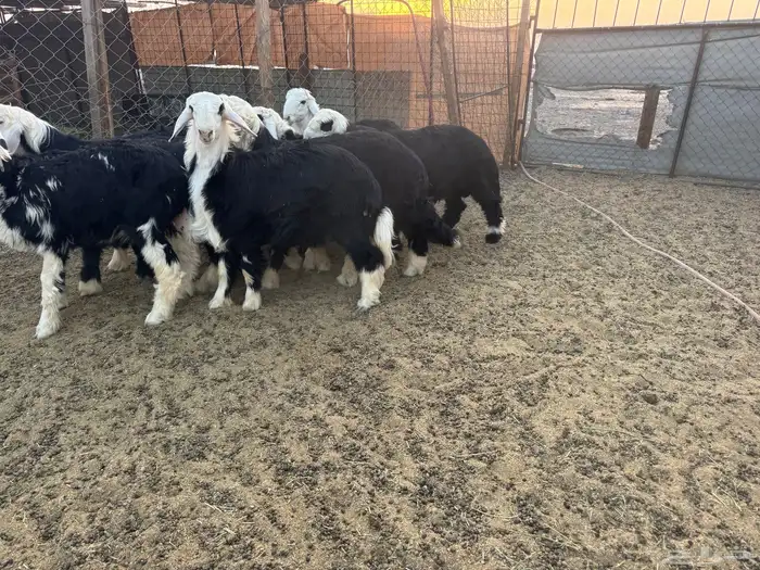 طليان نجد جبر 2