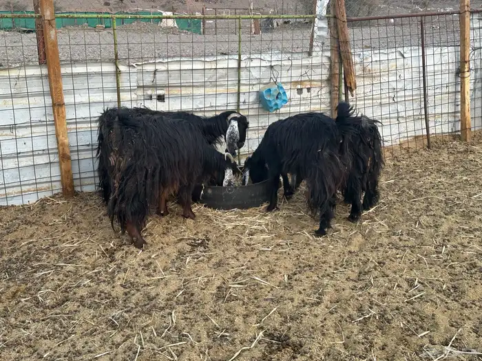 معزى عارضيه 4