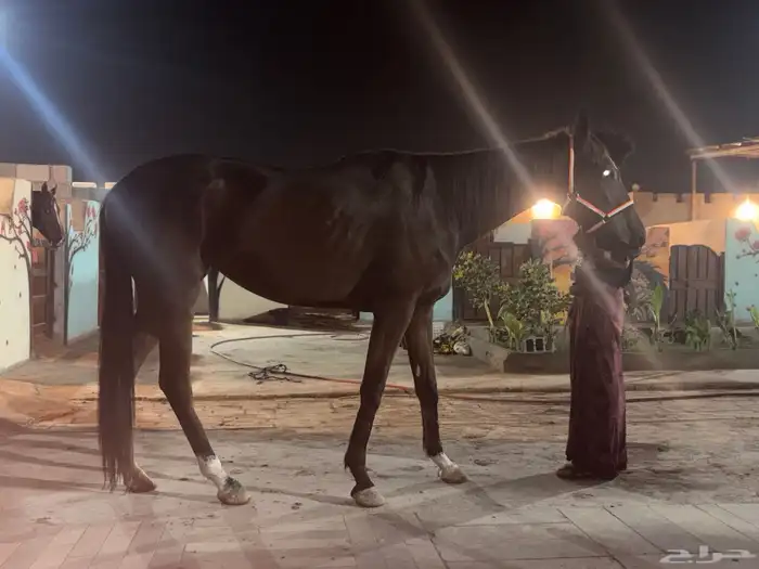 فرس انجليزية عليها حد 2500 ريال والبيع مستعجل 1