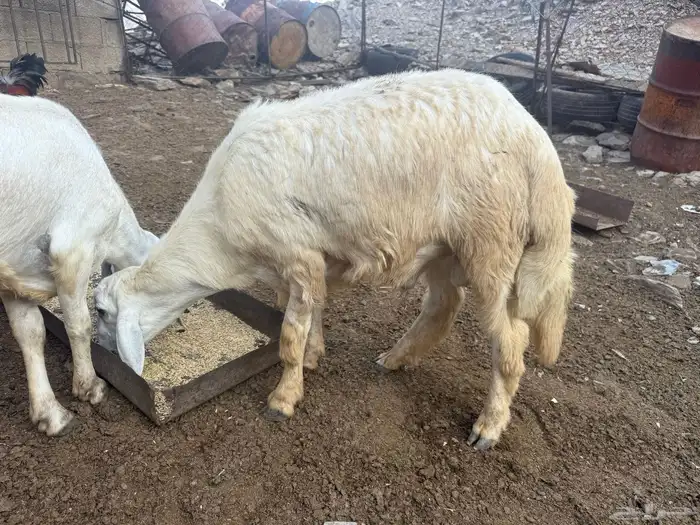 لبيع خرفان 1