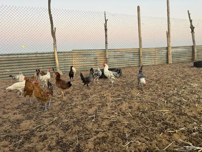 دجاج بشاير العمر من 4 الي خمس تقريبا 1