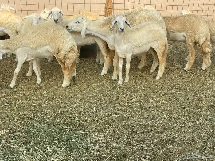 رخال فواخر. 4