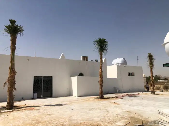 نخيل ملوكي نخيل جوز الهند نارجيل نخيل واشنطني 4