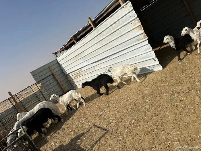 بهم ربط تربيه 3 شهور و4 شهور حريات ونجد مشكل 15 2