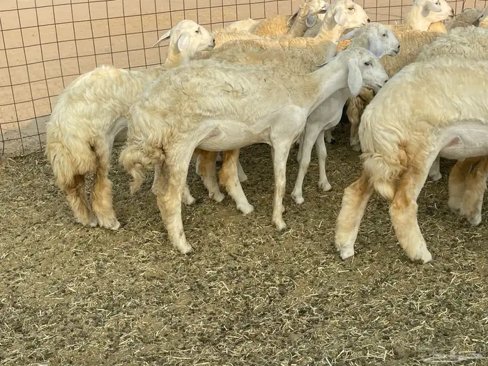 رخال فواخر. 15