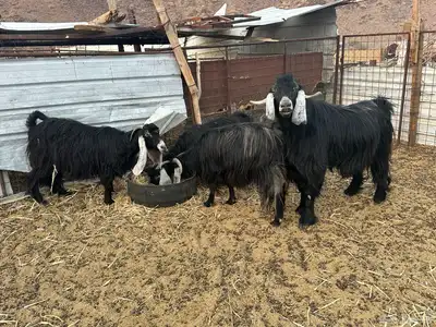 معزى عارضيه index