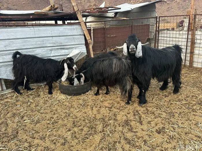 معزى عارضيه 2