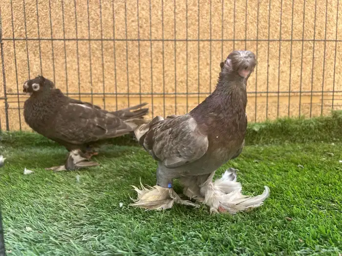 زوج أوزبك براون شيك 1