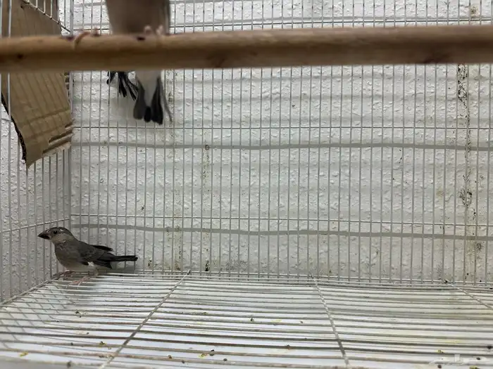 اربعه اجواز جاوا منتجه بالعشه كامله 8