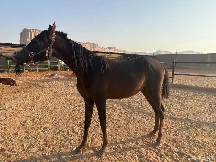 حصان مكس حفيد ابطال 1