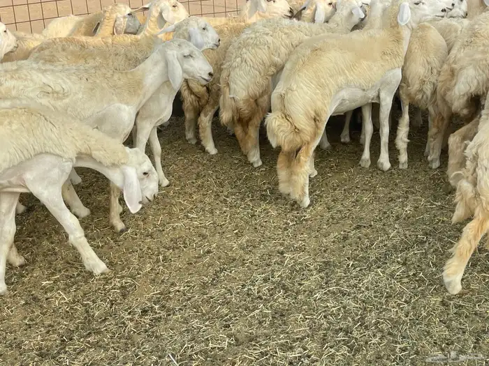 رخال فواخر. 9