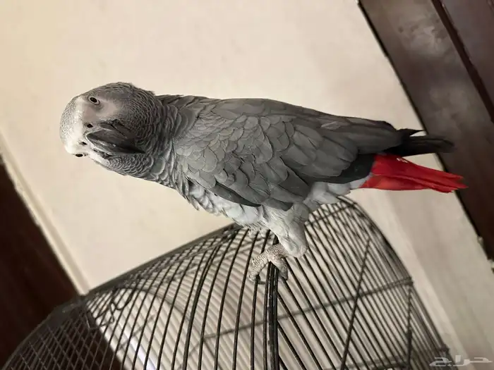 كاسكو متكلم 1