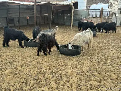 معزى عارضيه index