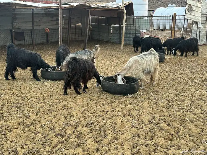 معزى عارضيه 7