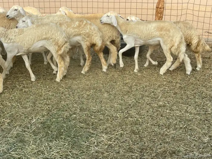 رخال فواخر. 19