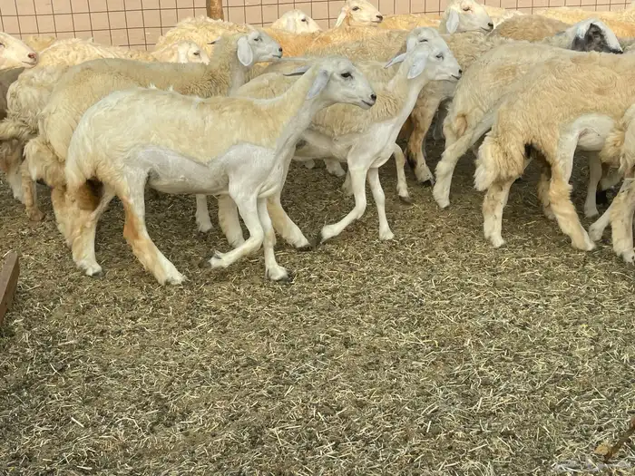 رخال فواخر. 10