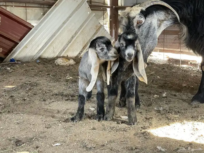 عنز عارضيه متوم بتيس وجفره 3