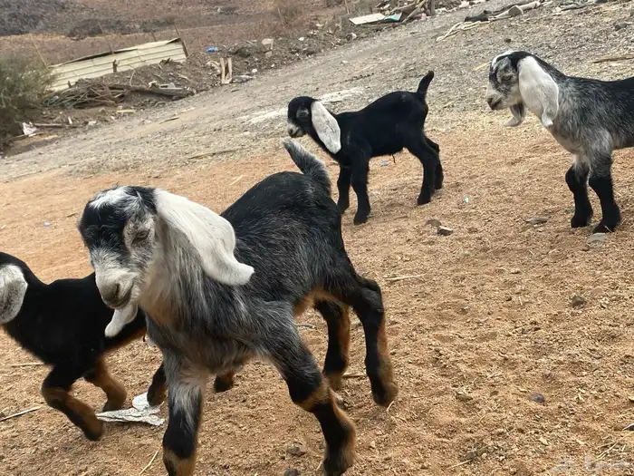 دواغير تيوس عوارض يرضعن من اي شاه 2