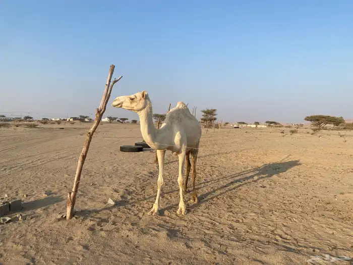 بنت ولد حبيب ملاقي على الساحل منتج 1