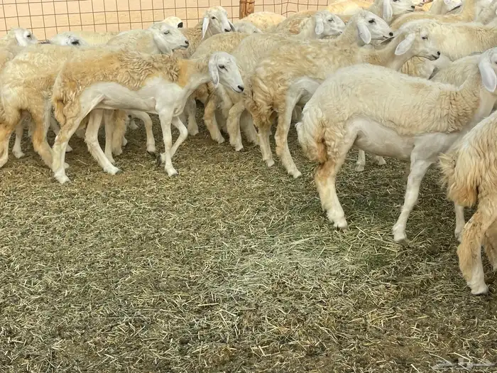 رخال فواخر. 8