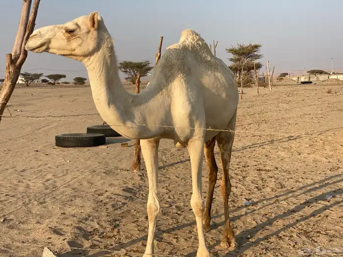 بنت ولد حبيب ملاقي على الساحل منتج 5