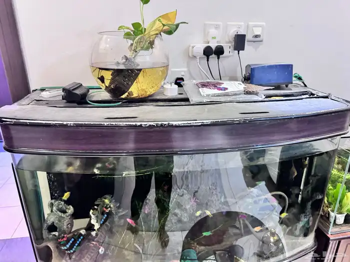 حوض سمك كبير جدا للبيع مع الاسماك ب 400 ريال 2