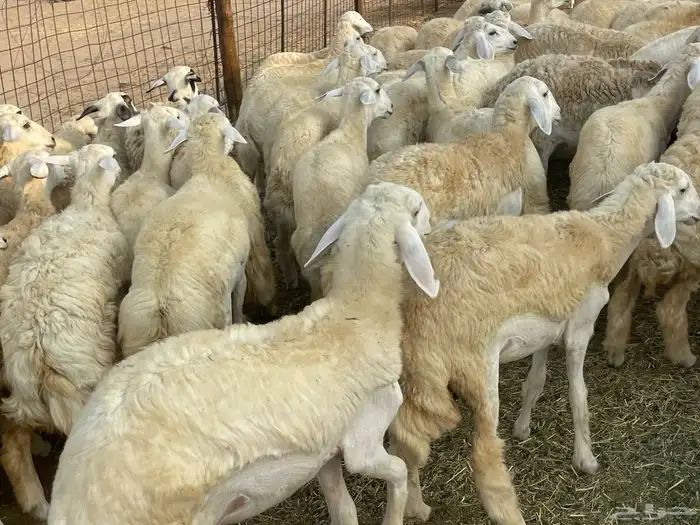 رخال فواخر. 12