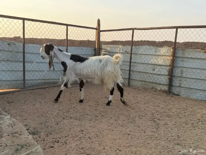 البيع عنز مطورة دافع في الخرج 1
