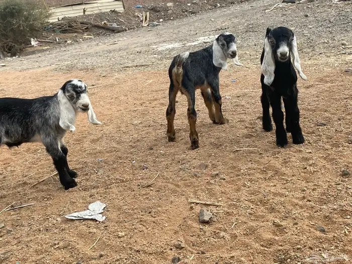 دواغير تيوس عوارض يرضعن من اي شاه 4