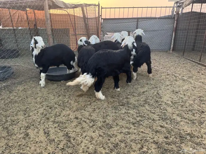 طليان نجد جبر 1