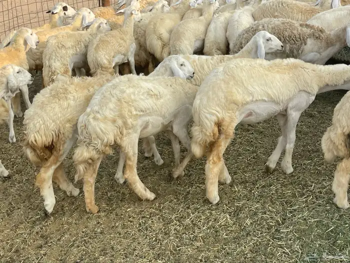 رخال فواخر. 13