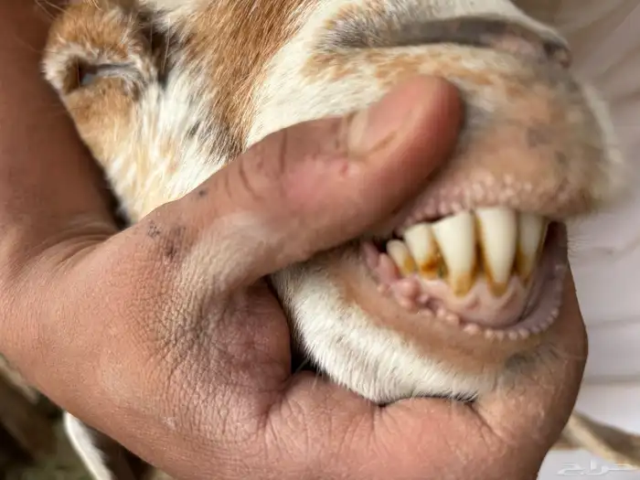 معزا مصريات دفيع 5