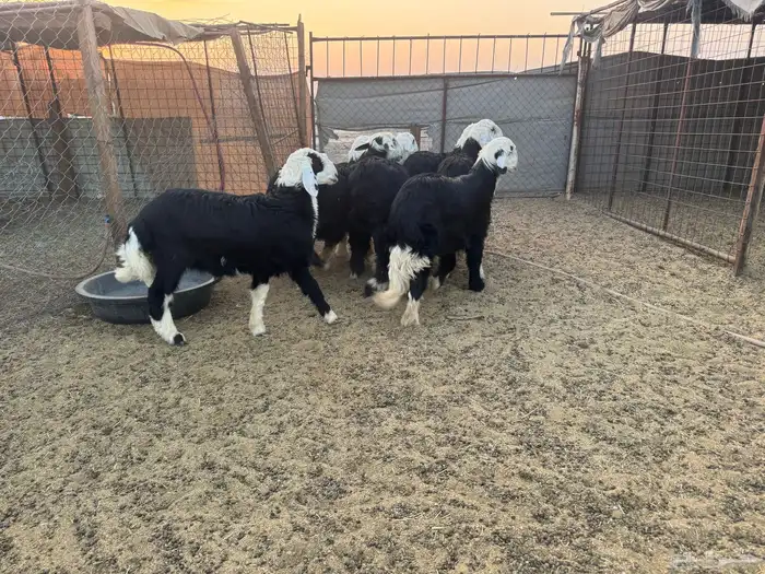 طليان نجد جبر 0