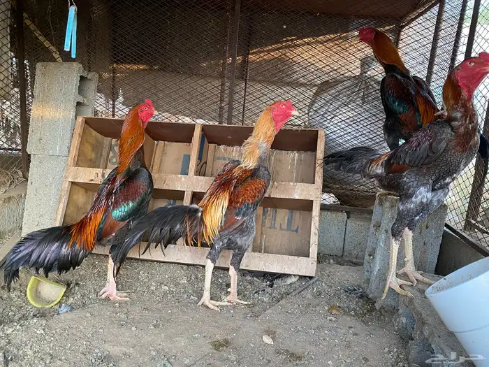 دجاج للببع 4