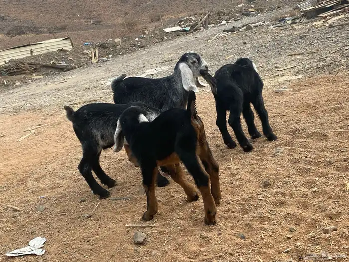 دواغير تيوس عوارض يرضعن من اي شاه 3