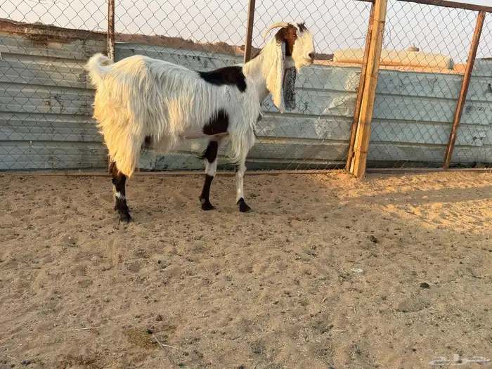 البيع عنز مطورة دافع في الخرج 3