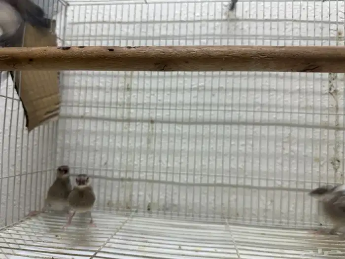 اربعه اجواز جاوا منتجه بالعشه كامله 6