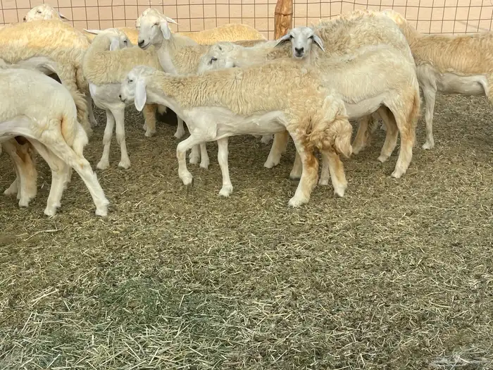 رخال فواخر. 18