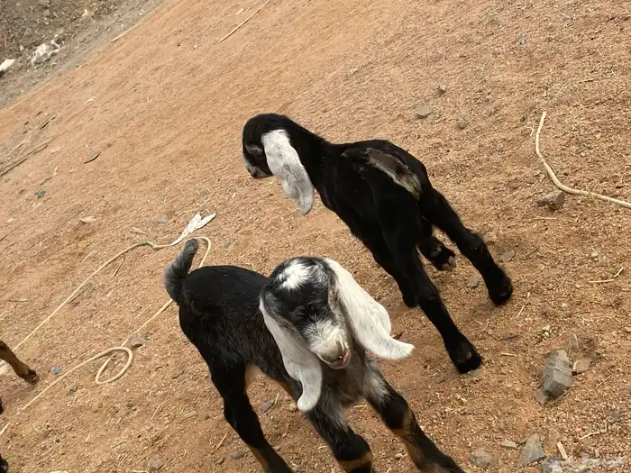 دواغير تيوس عوارض يرضعن من اي شاه 9