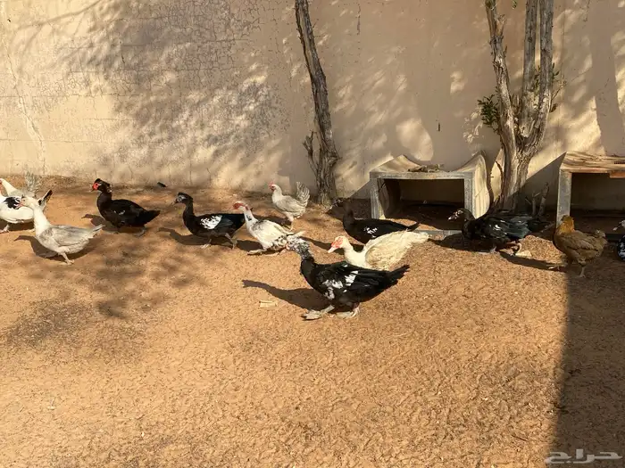 ذكور بط بلدي 2