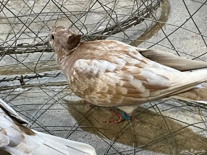 جوز قرزل مع انتاجه 0