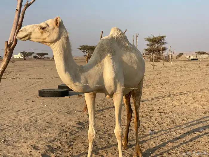 بنت ولد حبيب ملاقي على الساحل منتج 0