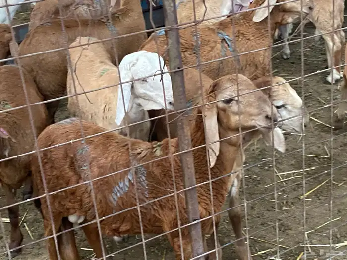 سواكن جذعان 2