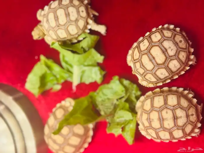 سلحفاة 2