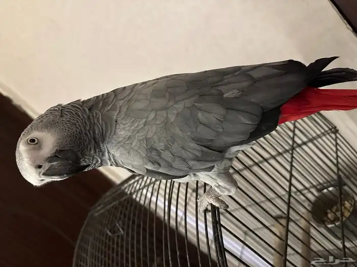 كاسكو متكلم 0